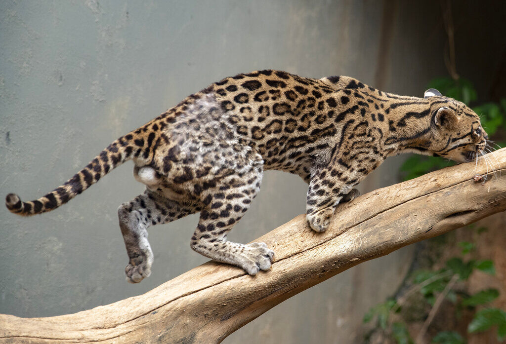 APTOPIX Brazil Rescued Animals